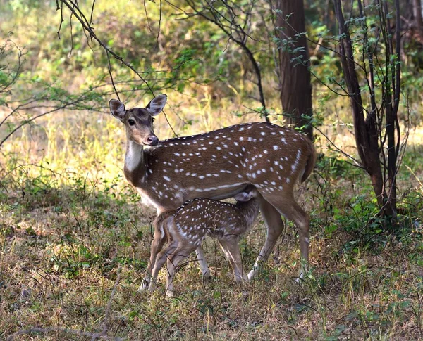 Spotted Deer Fawn feeding from mother — 图库照片