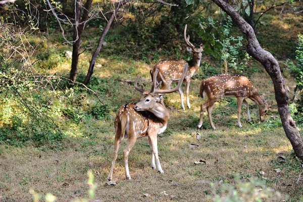 Maschio cervo macchiato che annusa l'aria per le femmine — Foto Stock