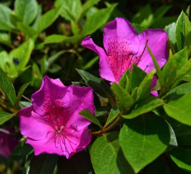 Pembe Rhododendron çiçeklerinin üzerindeki güneş ışığı