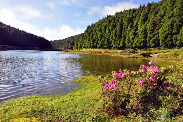 Suların Kenarında Pembe Rododendron — Stok fotoğraf