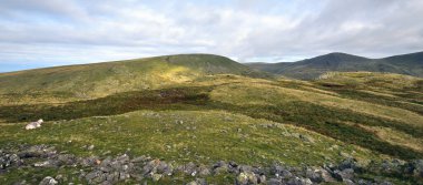Herdwick, Ortanca Düşüşün Zirvesi 'nde