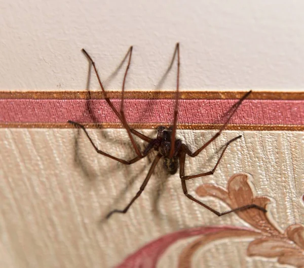 家养蜘蛛挂在墙纸上 — 图库照片