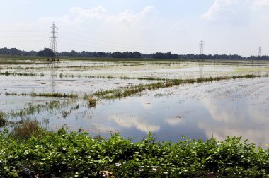 Suya yansıyan bulutlar pirinç tarlalarına girdi.