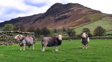 Herdwick, Pike 'ın altında çiftleşiyor