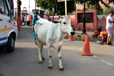 Agra, Hindistan - 7 Kasım 2019: Kalabalık caddede yürüyen beyaz inek
