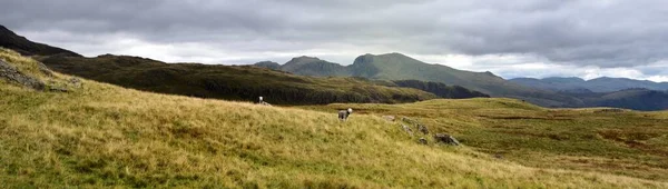 Herdwick Ovelhas Pastando Nas Encostas Haycock — Fotografia de Stock