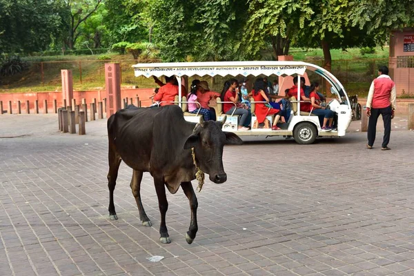 Taj Mahal Agra Inde Novembre 2019 Vache Sacrée Milieu Route Images De Stock Libres De Droits