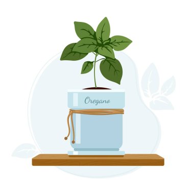Oregano or sweet marjoram flowering plant in mason jar on kitchen window sill. Culinary and dietary supplement herbs. clipart