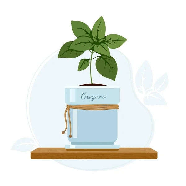 Planta con flores de orégano o mejorana dulce en tarro de albañil en alféizar de ventana de cocina. Culinaria y suplementos dietéticos hierbas . — Vector de stock