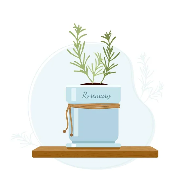 Rosemary or anthos evergreen herb in mason jar on kitchen window sill. Rosemary as a flavoring in foods and perfumes. — Stock Vector