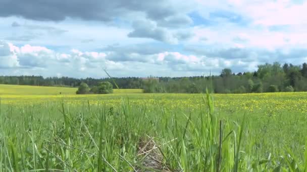 Clairière de pissenlits avec des nuages — Video