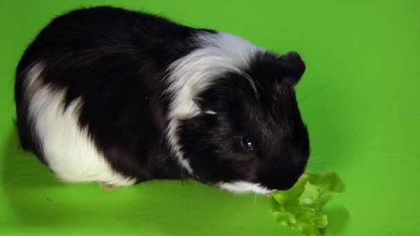 Забавная красочная морская свинка сидит на зеленом экране и ест зеленый салат — стоковое видео