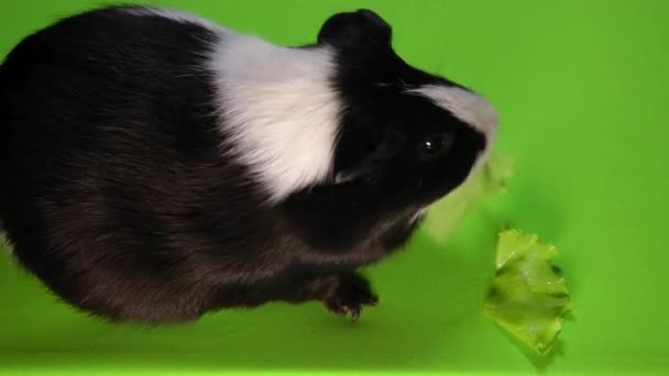 Funny colorful guinea pig sitting on a green screen and eating green salad — Stock Video