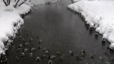 Gıda kar kış Nehir yaban ördekleri arayın