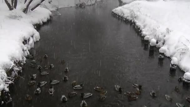 Αγριόπαπιες αναζήτηση τροφής στον ποταμό χειμώνα χιόνι — Αρχείο Βίντεο
