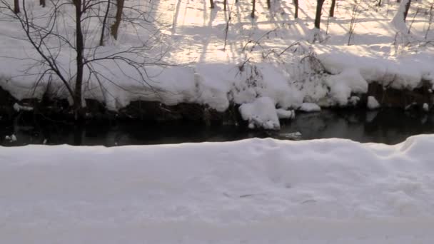 Wildenten suchen Nahrung im schneebedeckten Winterfluss. — Stockvideo