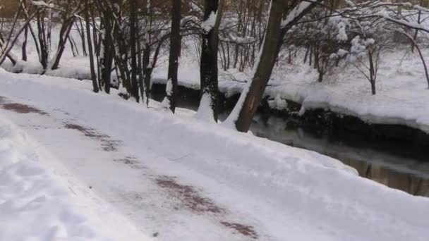 Wildenten suchen Nahrung im schneebedeckten Winterfluss. — Stockvideo