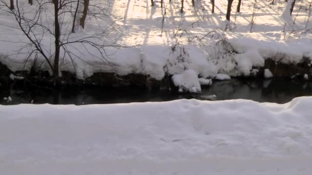 Vilda ankor leta efter mat i floden snö vinter. — Stockvideo