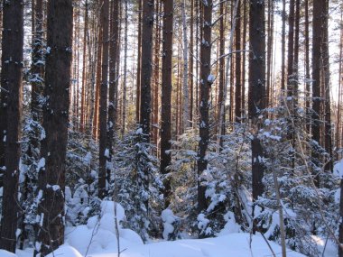 Kış orman ve güneş ışığı