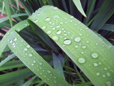   Uzun yapraklar üzerinde su damlaları.                              