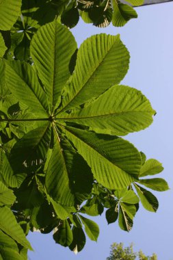 Mavi gökyüzünde kestane ağacı