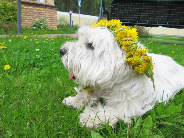 Tierras Altas Del Oeste Blanco Terrier Con Corona Flores Fondo — Foto de Stock