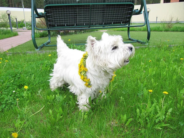 Tierras Altas Del Oeste Blanco Terrier Con Corona Flores Fondo — Foto de Stock