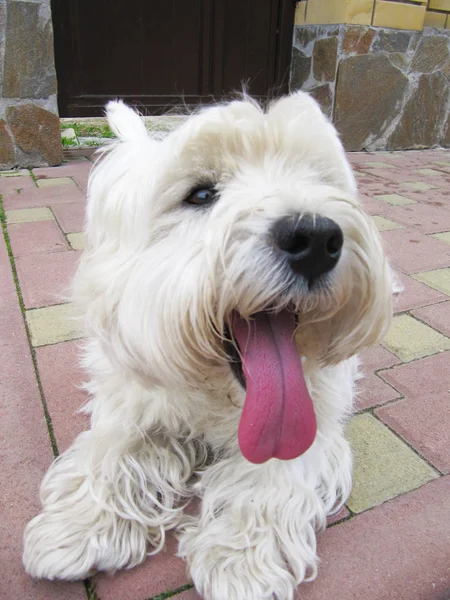 White West Highland Terrier Ligger Golvet — Stockfoto