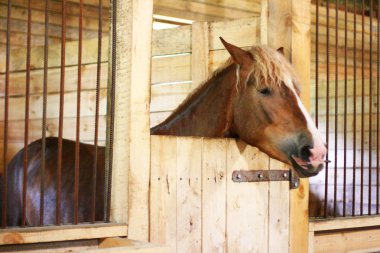 Ahırdaki bir atın portresi.. 