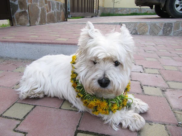 Tierras Altas Del Oeste Blanco Terrier Con Corona Flores Fondo — Foto de Stock