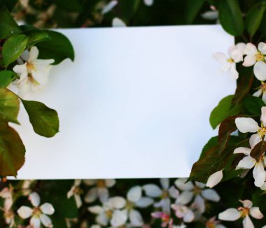 Beyaz çiçekli üst görünüm arka plan. Çiçek kompozisyonu. Bitkilerle birlikte maket kartı. Yeşil arka planda, kartpostallı ve çiçekli bir model..