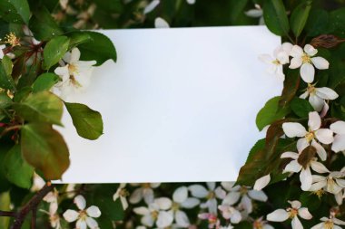 Beyaz çiçekli üst görünüm arka plan. Çiçek kompozisyonu. Bitkilerle birlikte maket kartı. Yeşil arka planda, kartpostallı ve çiçekli bir model..