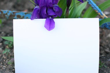 İris çiçekli üst görünüm arkaplanı. Kopyalama alanı olan çiçek bileşimi. Bitkilerle birlikte maket kartı. Yeşil arka planda, kartpostallı ve çiçekli bir model..