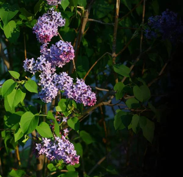 背景为紫丁香花 花的构图与版权空间 绿色背景的丁香花 — 图库照片