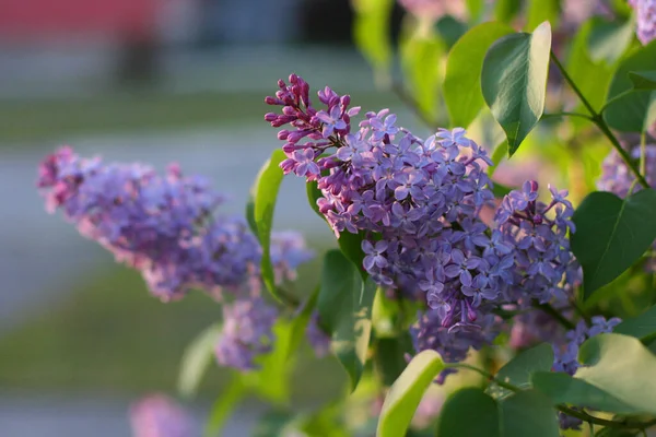 Pozadí Šeříkovými Květy Kompozice Květin Kopírovacím Prostorem Lilac Květiny Zeleném — Stock fotografie