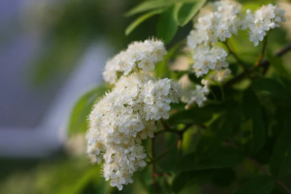 Bakgrund Med Vita Blommor Blommor Sammansättning Foto Med Växter Med — Stockfoto
