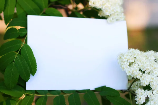 顶部的背景白色的花 花的构图带有带版权空间的植物的调制解调器卡 贴有明信片和绿色背景花朵的软垫 — 图库照片