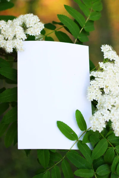 Vista Dall Alto Sfondo Con Fiori Bianchi Composizione Floreale Con — Foto Stock