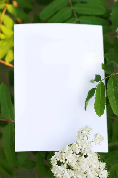 顶部的背景白色的花 花的构图带有带版权空间的植物的调制解调器卡 贴有明信片和绿色背景花朵的软垫 — 图库照片
