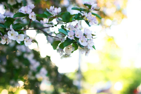 Jabloň Mnoha Bílými Květy Jablečný Květ Roste Keři Zahradě Slunečného — Stock fotografie
