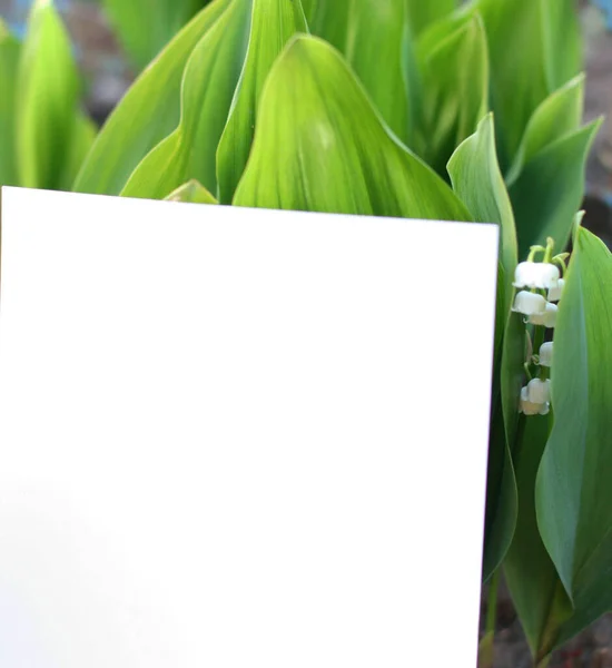 Fundo Vista Superior Com Flores Brancas Composição Flores Com Copyspace — Fotografia de Stock
