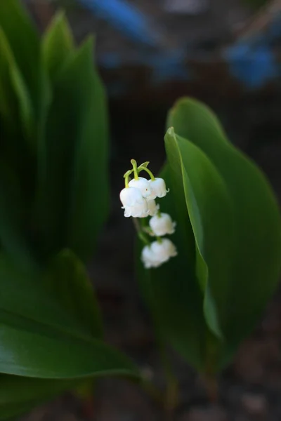 Lírio Vale Com Muitas Flores Brancas Flor Crescendo Arbusto Jardim — Fotografia de Stock