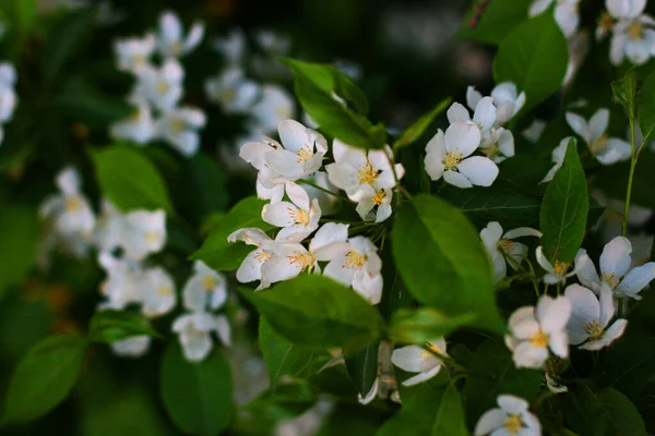 Maçã Com Muitas Flores Brancas Flor Maçã Crescendo Arbusto Jardim — Fotografia de Stock