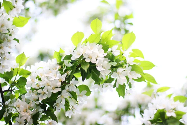 白い花の多いリンゴの木 晴れた日に庭の茂みにリンゴの花が成長します 庭のリンゴの木に春が咲く 春の背景 — ストック写真