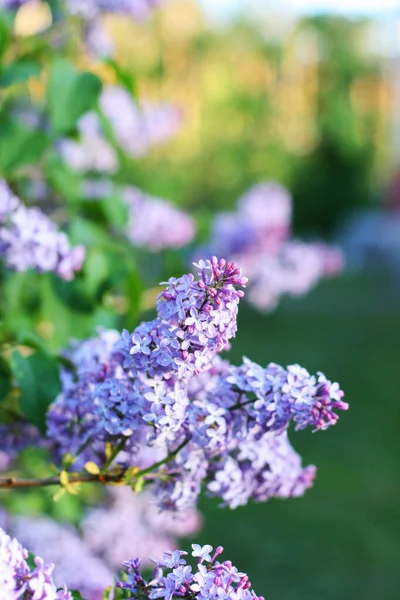 Hintergrund Mit Fliederblüten Blumen Komposition Mit Copyspace Blumen Auf Grünem — Stockfoto