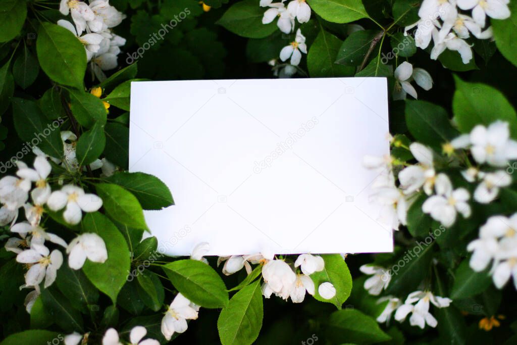Top view background with white flowers. Flowers composition.  Mockup card with plants. Mockup with postcard and flowers on green background.