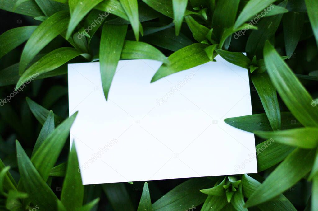 Top view background with green plantss. Eco composition with copyspace.  Mockup card with plants. Mockup with postcard and plants on green background.
