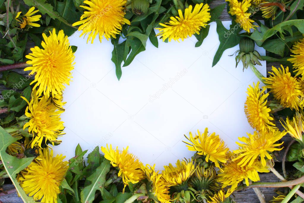 Top view background with dandelions. Flowers composition.  Mockup card with plants with copyspace. Mockup with postcard and flowers on green background.
