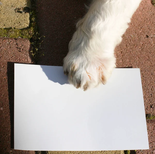 Paw of white west highland terrier with empty blank. White dog paw with blank paper
