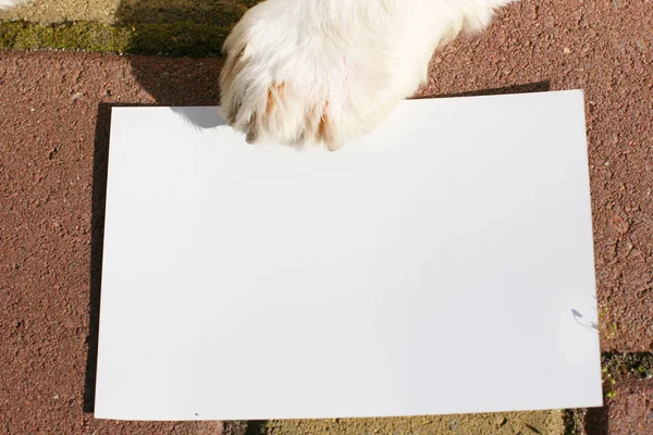 Pata Terrier Blanco Las Tierras Altas Del Oeste Con Blanco —  Fotos de Stock
